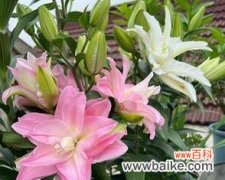 解读百合花的深刻寓意 百合花的象征意义及文化价值