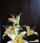 探索百合花的丰富内涵和文化背景 百合花的象征意义与寓意