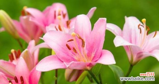 探寻百合花的内涵与传承 百合花的意义与象征