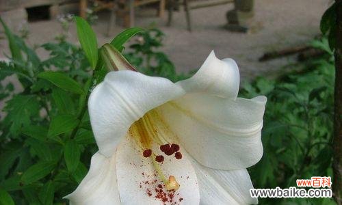 探寻百合花的内涵与传承 百合花的意义与象征