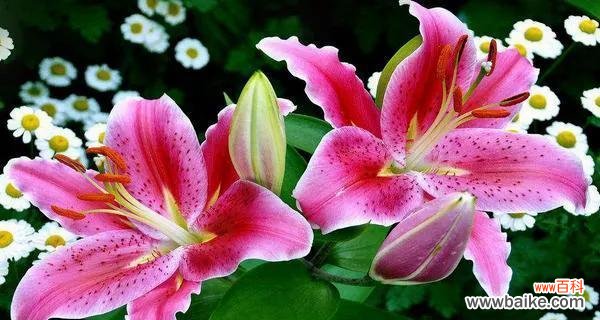 百合花 百合花语大全及寓意解读