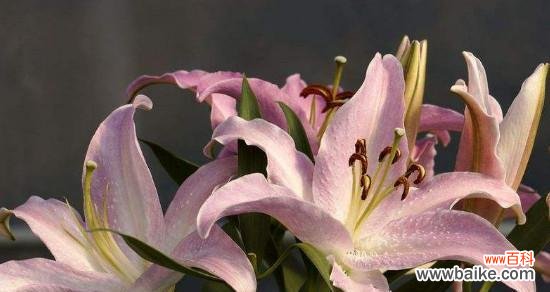 百合花 百合花语大全及寓意解读