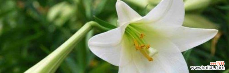 百合花 百合花语大全及寓意解读