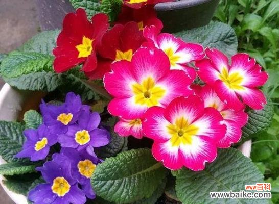 粉色的金盏花是什么含义?它代表了哪些情感?