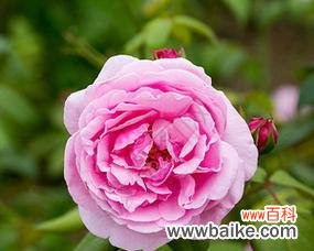 粉色的金盏花是什么含义?它代表了哪些情感?