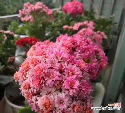 哪些花象征心理健康？它们的寓意是什么？