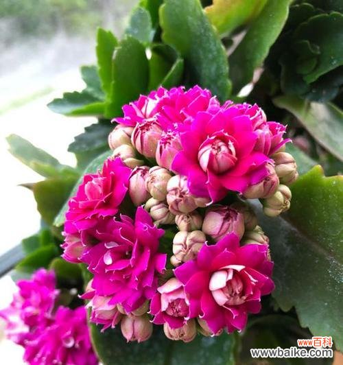 哪些花象征心理健康？它们的寓意是什么？