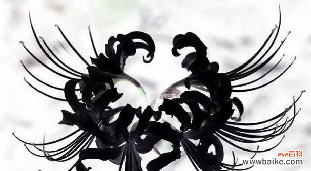 黑色骑士花代表什么?它的象征意义有哪些?