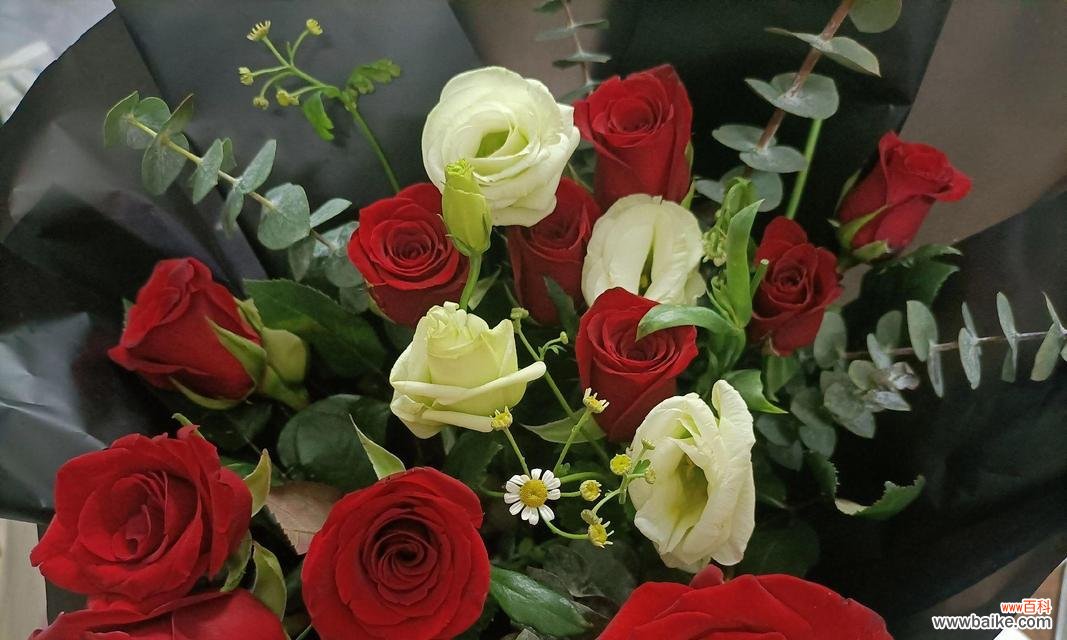 红色花有哪些纪念意义?代表纪念意义的红色花是什么?