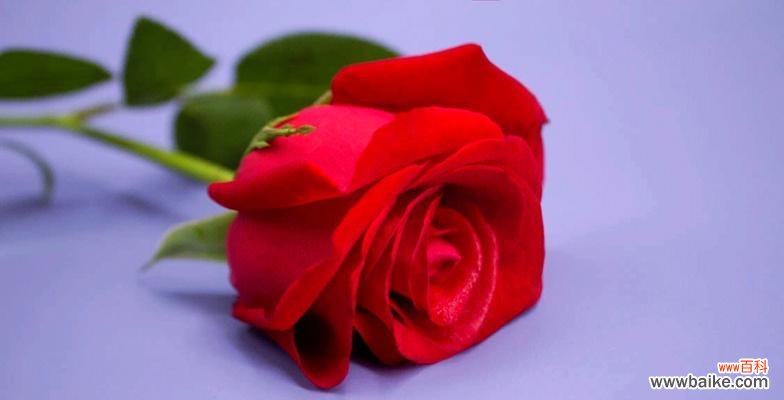 红色花有哪些纪念意义?代表纪念意义的红色花是什么?