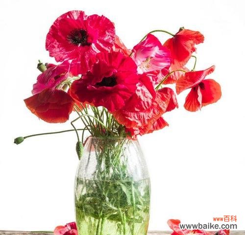 红色花有哪些纪念意义?代表纪念意义的红色花是什么?