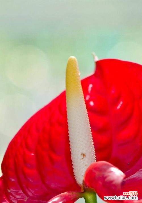 传递希望和繁荣的火鹤花,寓意深远 火鹤花