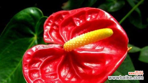 传递希望和繁荣的火鹤花,寓意深远 火鹤花