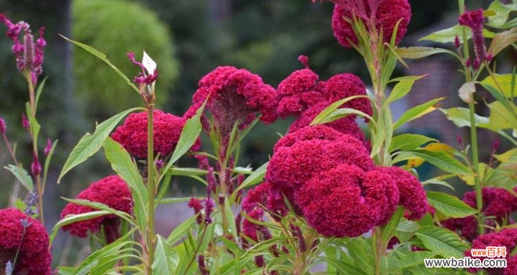 鸡冠花的寓意及其象征意义 鸡冠花