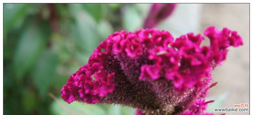 鸡冠花的寓意及其象征意义 鸡冠花