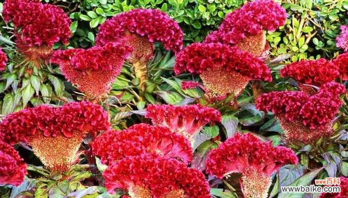 用鸡冠花传达心意,世界因爱而更美好 鸡冠花的花语