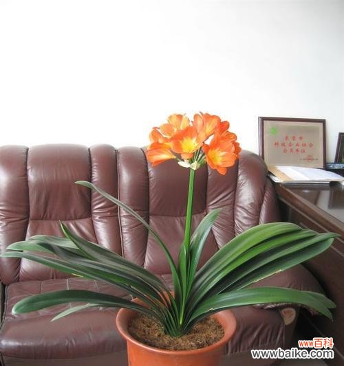 君子兰花盛开的美丽与寓意 君子兰开花的寓意及象征意义