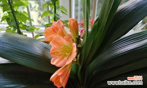 君子兰花盛开的美丽与寓意 君子兰开花的寓意及象征意义