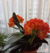 君子兰花盛开的美丽与寓意 君子兰开花的寓意及象征意义