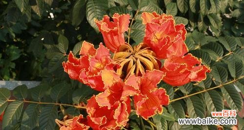 燃烧心灵的神秘之花 火焰木花的传说