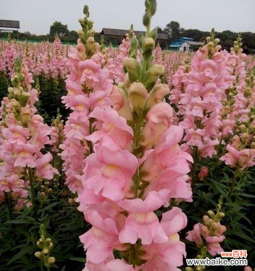 探索姬金鱼草的花语寓意及其神秘力量 姬金鱼草的花语寓意