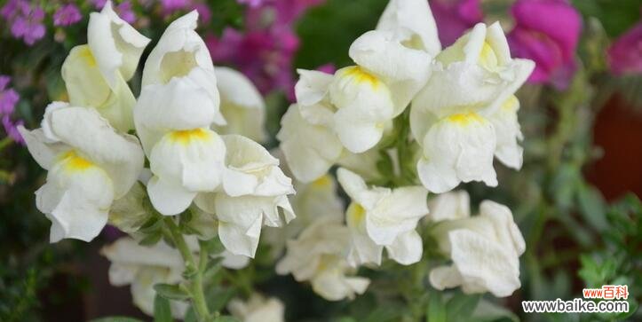 花语解读与养殖技巧 姬金鱼草