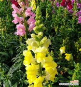 花语解读与养殖技巧 姬金鱼草