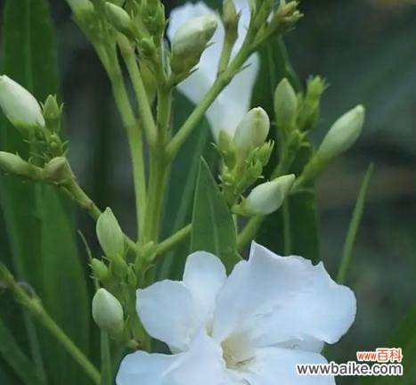 探寻夹竹桃花语的深意 夹竹桃的花语之美