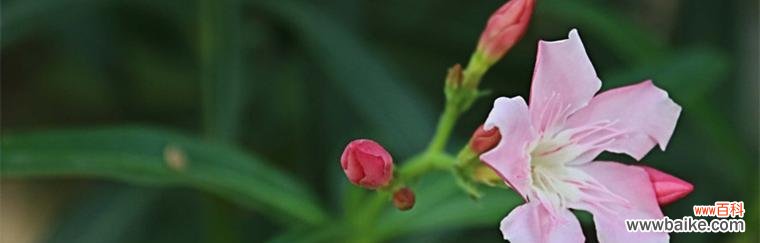 解读夹竹桃的花语和寓意，探索其美丽与危险并存的矛盾之美 夹竹桃的花语与寓意——如何理解夹竹桃的美丽与危险