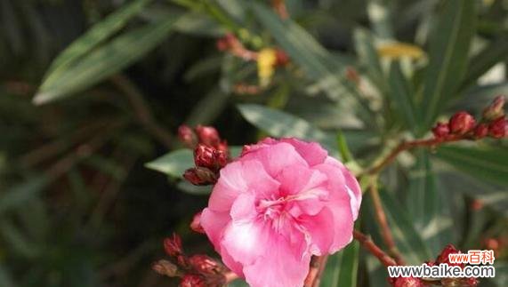 解读夹竹桃的花语和寓意，探索其美丽与危险并存的矛盾之美 夹竹桃的花语与寓意——如何理解夹竹桃的美丽与危险