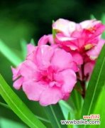 解读夹竹桃的花语和寓意，探索其美丽与危险并存的矛盾之美 夹竹桃的花语与寓意——如何理