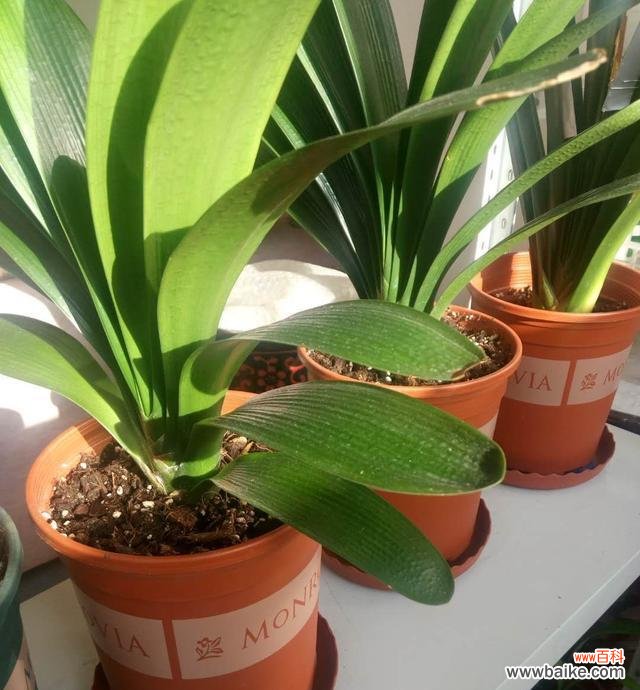 君子兰花开的芬芳与美好 君子兰花开寓意大吉祥