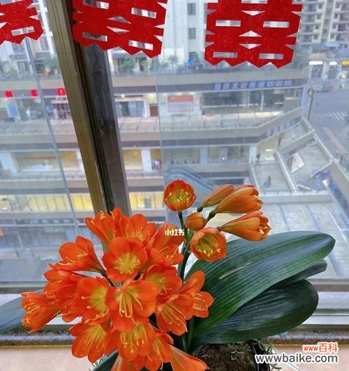 君子兰花开的芬芳与美好 君子兰花开寓意大吉祥