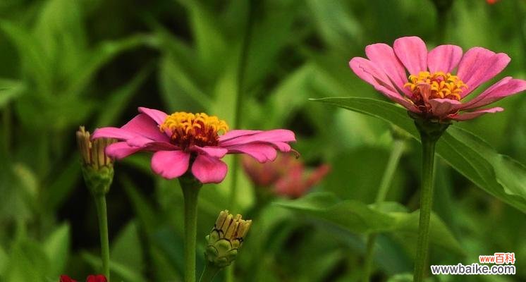 探寻百日草花语的深层含义 百日草花语