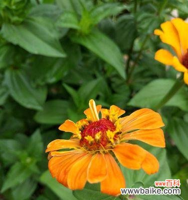 探寻百日草花语的深层含义 百日草花语