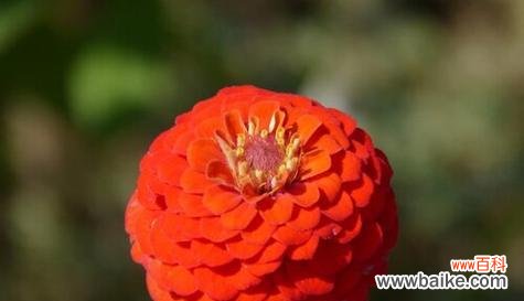 探寻百日草花语的深层含义 百日草花语