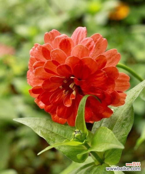 探索百日菊花语的深意 百日菊花语的魅力