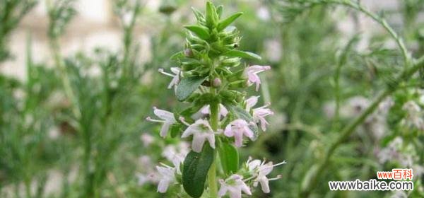 探索百里香的神秘与美丽 百里香的花语与意义