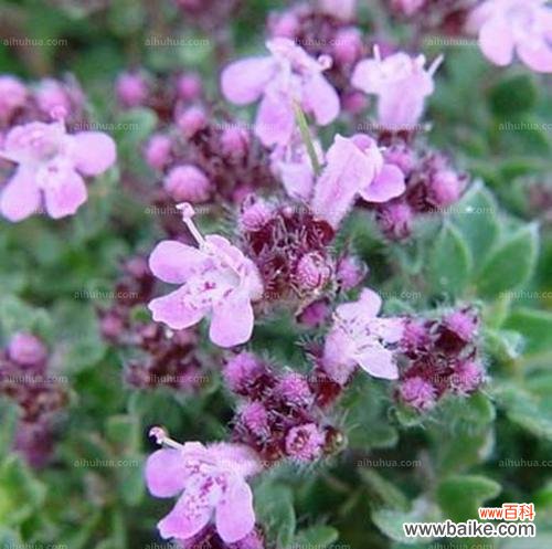 探索百里香的神秘与美丽 百里香的花语与意义