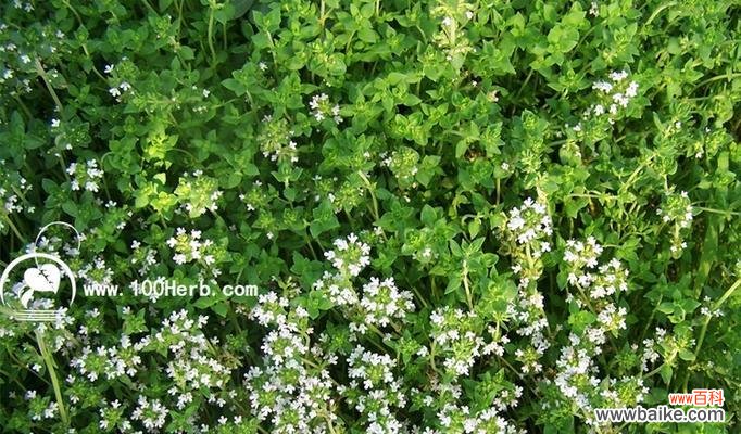 探索百里香的神秘与美丽 百里香的花语与意义