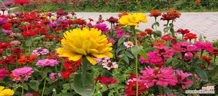 探寻百日菊开放的秘密与花语的意义 百日菊的花语