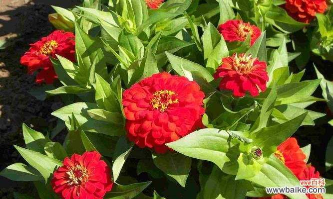 探寻百日菊开放的秘密与花语的意义 百日菊的花语