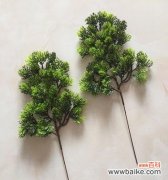 坚韧不拔的生命力与永恒的希望 柏树的象征意义及寓意剖析