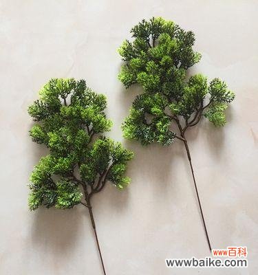 坚韧不拔的生命力与永恒的希望 柏树的象征意义及寓意剖析