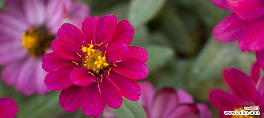 花开百日 百日菊语的象征意义