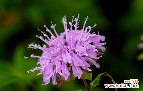 解读薄荷的花语 芳香四溢,花语薄荷