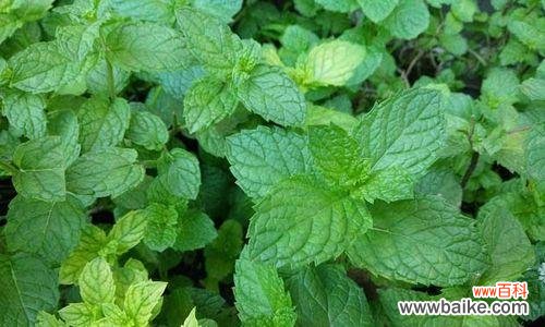 追寻薄荷的花语世界 薄荷花语