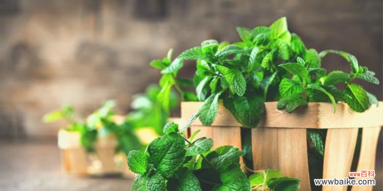 追寻薄荷的花语世界 薄荷花语