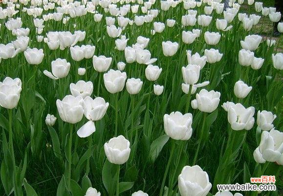 寒冬中的希望与勇气 薄雪草