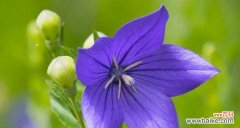 探寻花语的奥秘与魅力 用花语诠释情感的力量